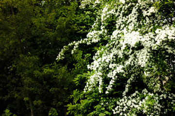 Fototapeta premium Wilderness