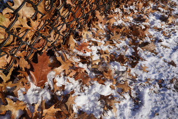 falling leaves and light snow on the fence button 