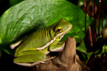 green tree frog