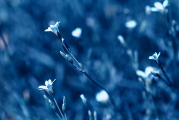 Schönes Wiesenfeld mit wilden Blumen. Frühlings- oder Sommerwildblumennahaufnahme. Gesundheitskonzept. Ländliches Gebiet. Alternative Medizin. Umfeld © Olga Ionina