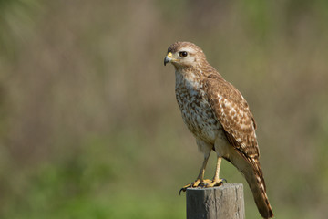A juvenile Red Shouldered Hawk rest atop a fence post while look