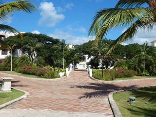 Camino lindo paisaje natural con palmas en el caribe