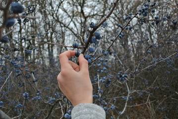 Harvesting the sloe, picking frozen berries from the bush with a hand