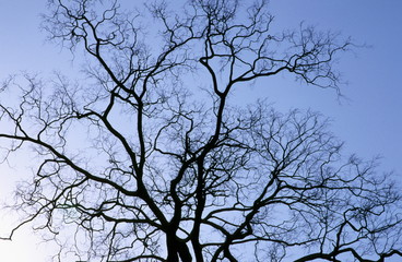 A tree in summer, shedded leaves