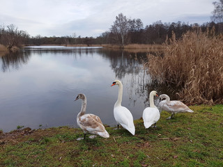 Swan family in December at lakeside
