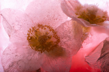 Christrose in Eis 2