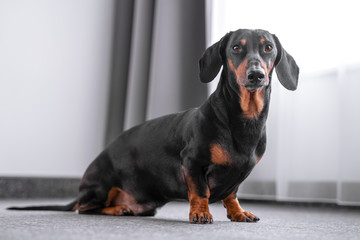 Cute black and tan dachshund sitting in front of the window, white background, pretty dog look.
