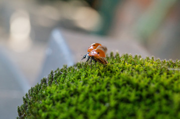 ladybug on leaf