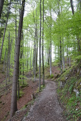 Obraz premium Walking in the Bavarian Alps in cloudy weather