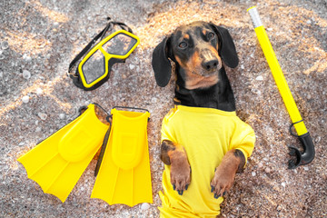 Cute black and tan dachshund lies on the sand beach, wearing bright yellow diving suit, with scuba...