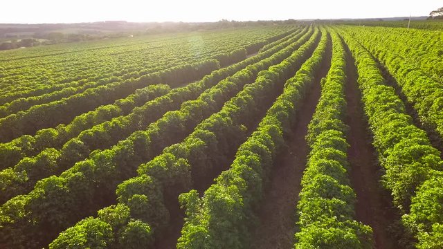 coffee plantation in Brazil, improves overall cognitive functioning of the brain, speeding response time and facilitating memorization, Coffee also positively encourages mood.