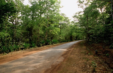 Fototapeta na wymiar A jungle road in rural India