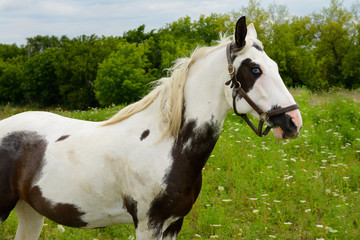 A Paint horse with blue eyes standing in a country field