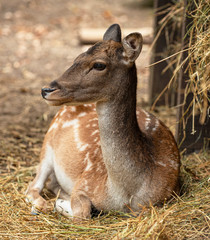 Nice deer in the park