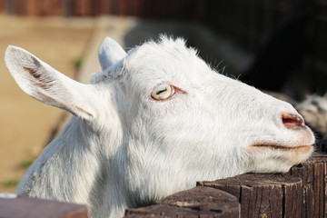 White funny goat close up animal portrait photo outdoors