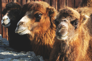 Fototapeta premium Three funny camels outdoors in the sun animal portrait photo