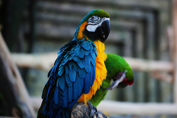 Bright beautiful parrot of blue and yellow colors close up  animal photo