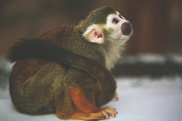 Small funny monkey close up macro animal portrait photo