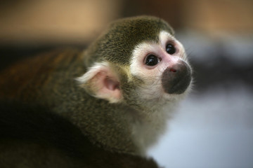 Small funny monkey close up macro animal portrait photo