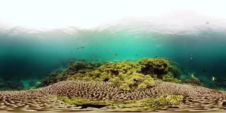 Tropical fishes and coral reef at diving. Beautiful underwater world with corals and fish. Camiguin, Philippines.