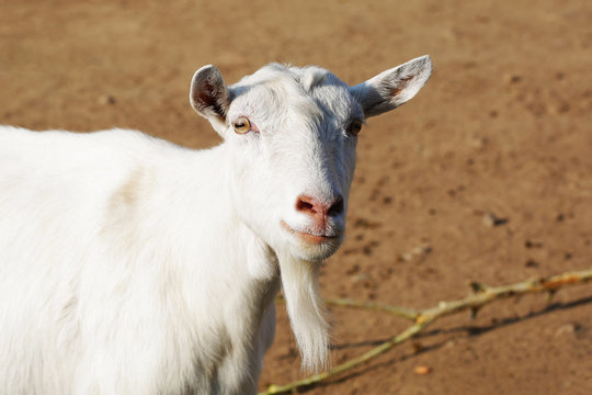 White funny goat close up animal portrait photo outdoors