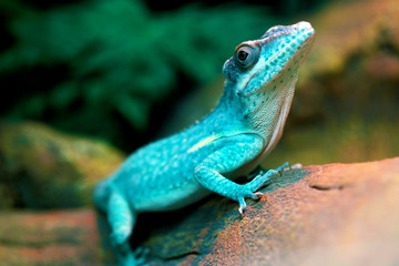 Naklejka na ściany i meble Lizard funnyclose up macro bright animal portrait photo
