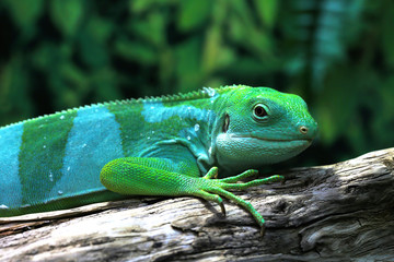 Lizard funnyclose up macro bright animal portrait photo