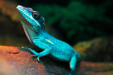 Lizard funnyclose up macro bright animal portrait photo