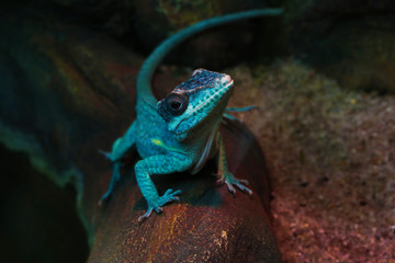 Lizard funnyclose up macro bright animal portrait photo