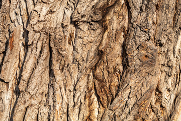 Closeup Tree Bark Texture For Background or Overlay	