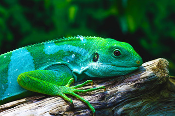 Lizard funnyclose up macro bright animal portrait photo
