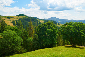 Fototapeta na wymiar beautiful big trees and summer landscape, high spruces on hills, blue cloudy sky and wildflowers - travel destination scenic, carpathian mountains