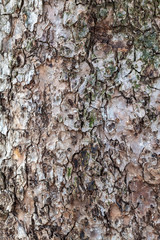 Closeup Tree Bark Texture For Background or Overlay	