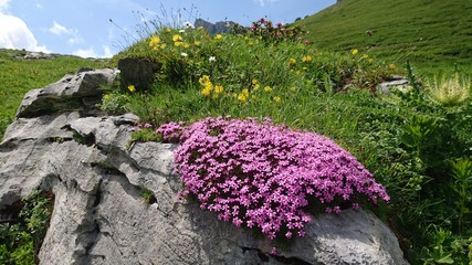 wildflowers on mountain rocks