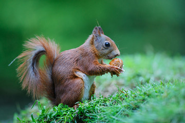 Naklejka na ściany i meble Red Eurasian squirrel searching for food in the forest in the South of the Netherlands