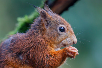 Red Eurasian squirrel searching for food in the forest in the South of the Netherlands