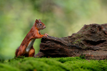 Red Eurasian squirrel searching for food in the forest in the South of the Netherlands