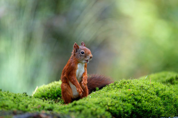 Red Eurasian squirrel searching for food in the forest in the South of the Netherlands