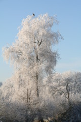 Baum im Winter mit Eis auf Ästen, Vogel