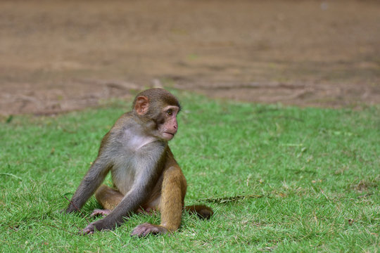 The rhesus macaque monkey (Macaca mulatta), Nanwan Monkey Island, China