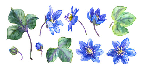 Set of flowers, leaves and buds of a spring flower liverwort (Hepatica), watercolor drawing on isolated white background. Floral illustration for romantic. Easter cards and other designs.