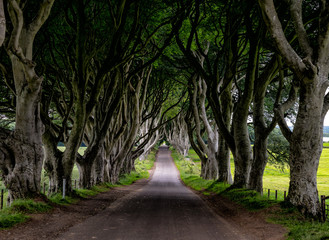 road in the forest