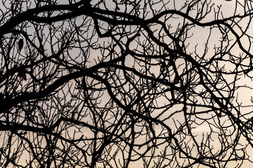Silhouette of Tree Branches on Sky Background