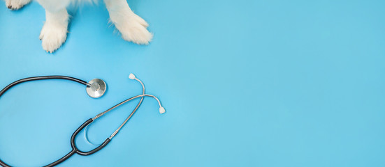 Puppy dog border collie paws and stethoscope isolated on blue background. Little dog on reception...