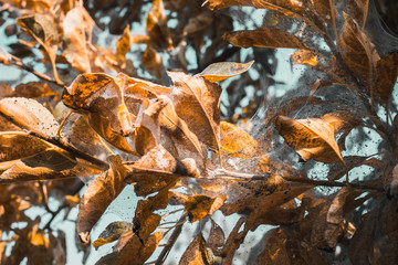 A group of Moth Caterpillars on leaf