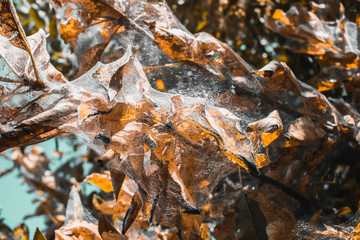 A group of Moth Caterpillars on leaf
