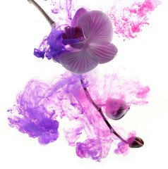 Abstract pink orchid