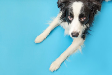 Funny studio portrait of cute smilling puppy dog border collie isolated on blue background. New lovely member of family little dog gazing and waiting for reward. Pet care and animals concept