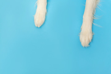 Funny puppy dog border collie paws close up isolated on blue background. Pet care and animals concept. Dog foot leg overhead top view. Flat lay copy space place for text. © Юлия Завалишина