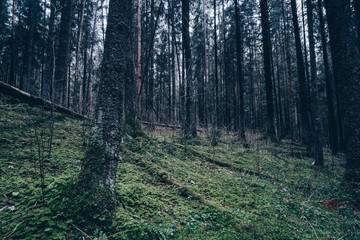 The gloomy fir forest.